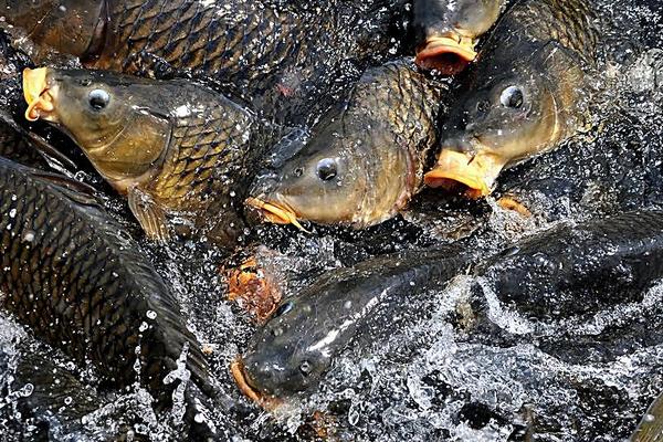 2018养鲤鱼赚钱吗?鲤鱼养殖的利润与投资成本及前景预测