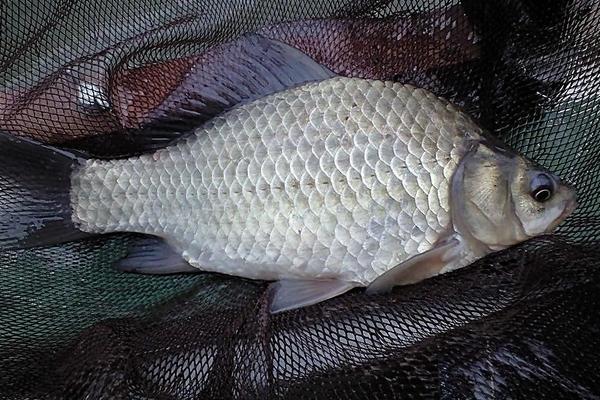 2018养鲤鱼赚钱吗?鲤鱼养殖的利润与投资成本及前景预测