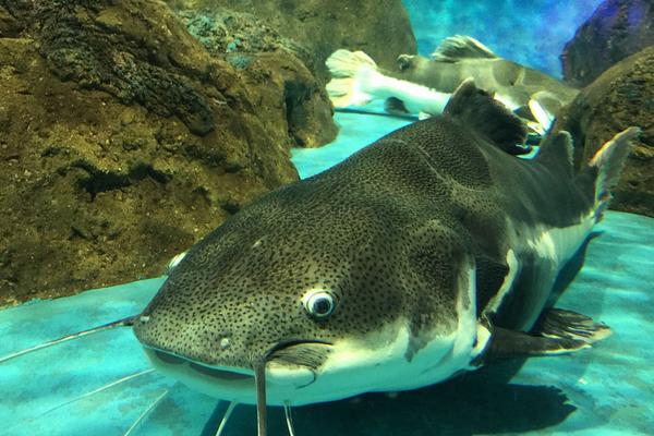 2018养鲶鱼赚钱吗?鲶鱼养殖的利润与投资成本及前景预测