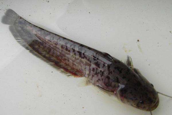 2018养鲶鱼赚钱吗?鲶鱼养殖的利润与投资成本及前景预测