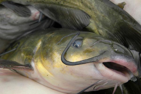 2018养鲶鱼赚钱吗?鲶鱼养殖的利润与投资成本及前景预测