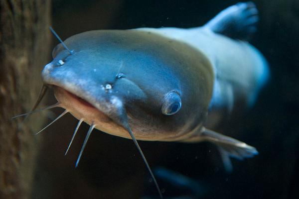 2018养鲶鱼赚钱吗?鲶鱼养殖的利润与投资成本及前景预测