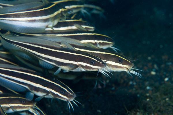 2018养鲶鱼赚钱吗?鲶鱼养殖的利润与投资成本及前景预测