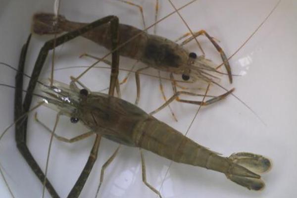 2018养河虾赚钱吗?河虾养殖的利润与投资成本及前景预测