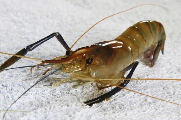 2018养河虾赚钱吗?河虾养殖的利润与投资成本及前景预测