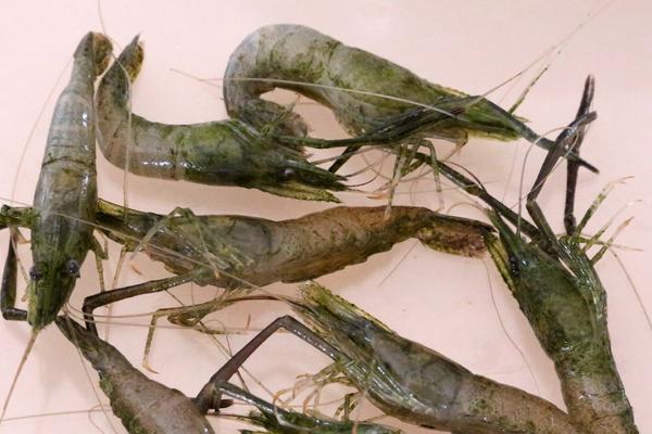 2018养河虾赚钱吗?河虾养殖的利润与投资成本及前景预测