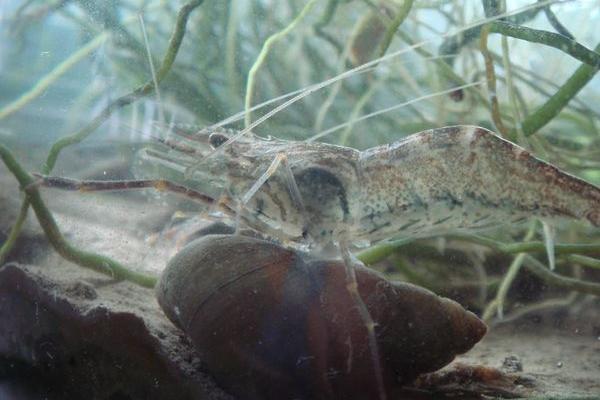 2018养河虾赚钱吗?河虾养殖的利润与投资成本及前景预测