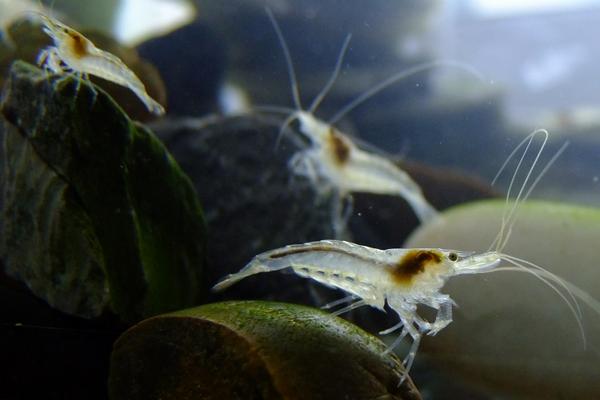 2018养河虾赚钱吗?河虾养殖的利润与投资成本及前景预测