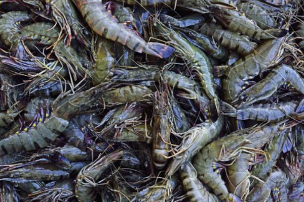 2018养河虾赚钱吗?河虾养殖的利润与投资成本及前景预测