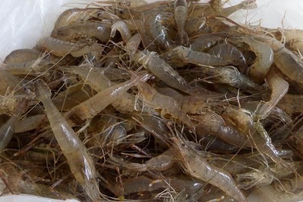 2018养河虾赚钱吗?河虾养殖的利润与投资成本及前景预测