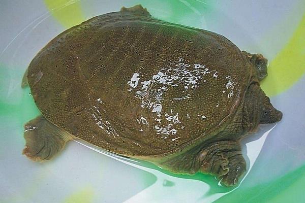 养1亩甲鱼能赚多少钱?养甲鱼的成本和利润