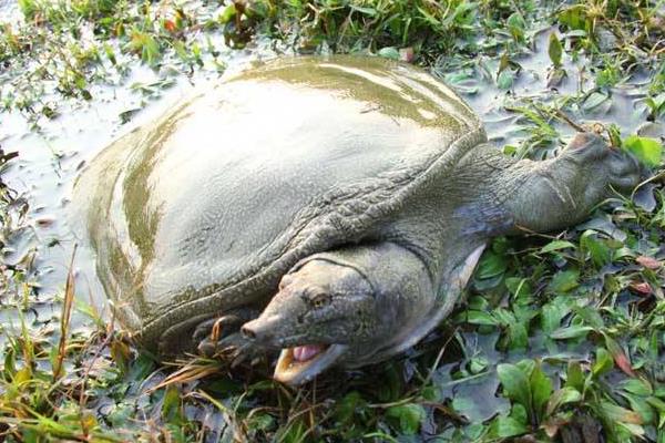 养1亩甲鱼能赚多少钱?养甲鱼的成本和利润