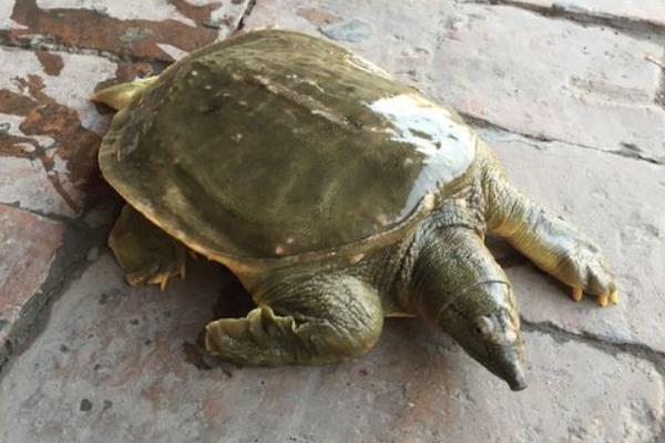 养1亩甲鱼能赚多少钱?养甲鱼的成本和利润