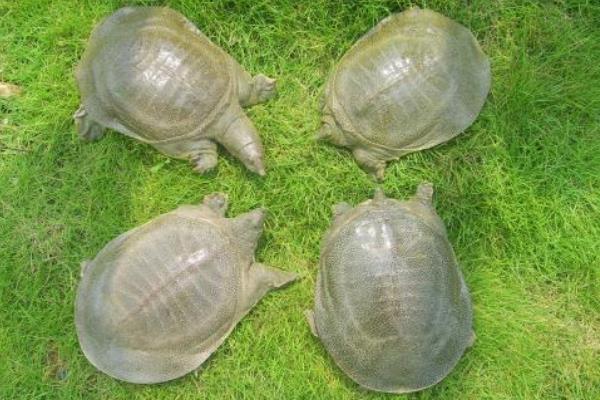 养1亩甲鱼能赚多少钱?养甲鱼的成本和利润