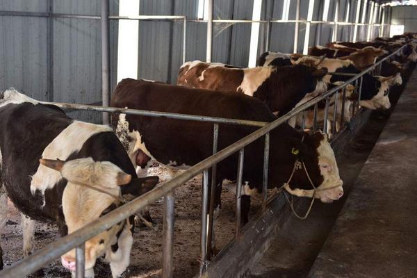 科学养牛的方法有哪些?怎样才能养好牛?