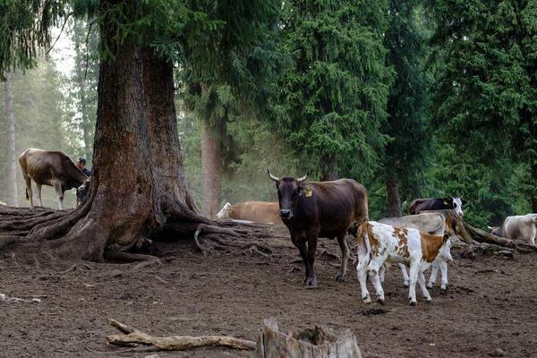 科学养牛的方法有哪些?怎样才能养好牛?