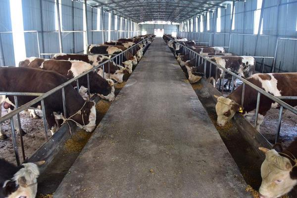 科学养牛的方法有哪些?怎样才能养好牛?