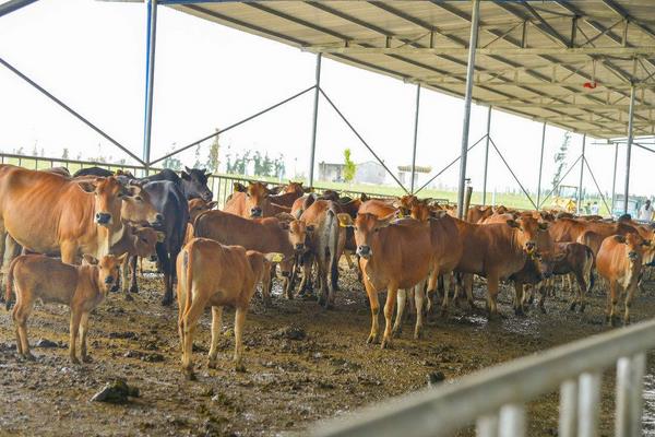 科学养牛的方法有哪些?怎样才能养好牛?