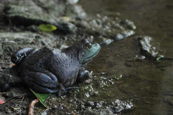 2015养石蛙赚钱吗?2015石蛙养殖前景及市场价格分析