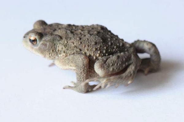 2015养石蛙赚钱吗?2015石蛙养殖前景及市场价格分析