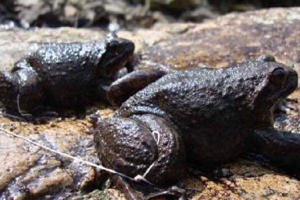 2015养石蛙赚钱吗?2015石蛙养殖前景及市场价格分析