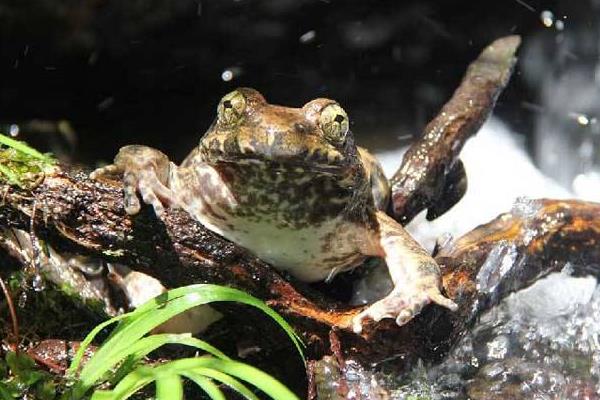 2015养石蛙赚钱吗?2015石蛙养殖前景及市场价格分析