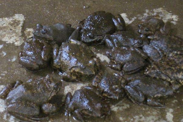 2015养石蛙赚钱吗?2015石蛙养殖前景及市场价格分析