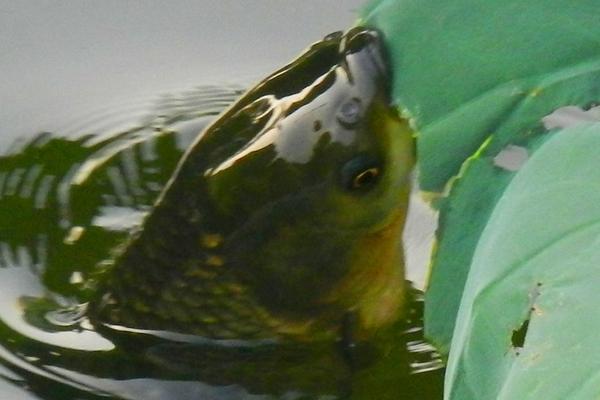 2018养青鱼赚钱吗?青鱼养殖的利润与投资成本及前景预测