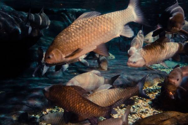 2018养青鱼赚钱吗?青鱼养殖的利润与投资成本及前景预测