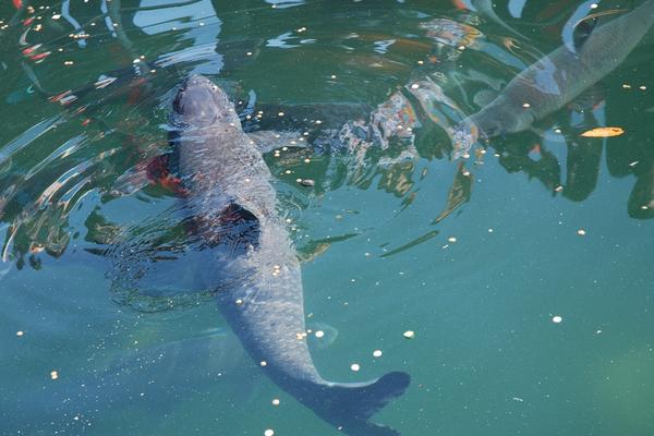 2018养青鱼赚钱吗?青鱼养殖的利润与投资成本及前景预测