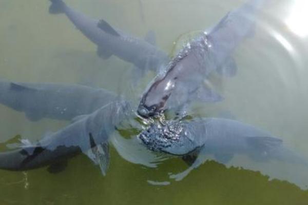 2018养青鱼赚钱吗?青鱼养殖的利润与投资成本及前景预测