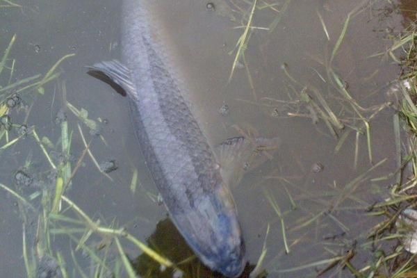 2018养青鱼赚钱吗?青鱼养殖的利润与投资成本及前景预测