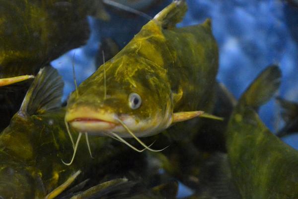 2018养黄颡鱼赚钱吗?黄颡鱼养殖的利润与投资成本及前景预测