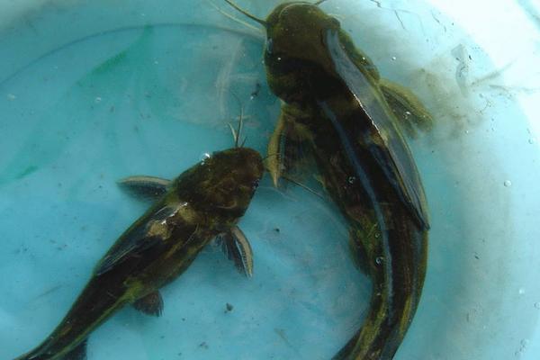 2018养黄颡鱼赚钱吗?黄颡鱼养殖的利润与投资成本及前景预测