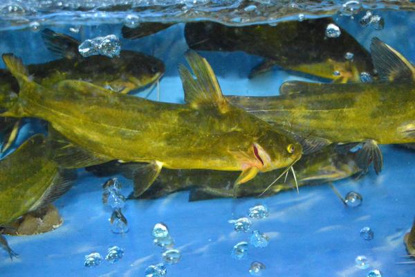 2018养黄颡鱼赚钱吗?黄颡鱼养殖的利润与投资成本及前景预测