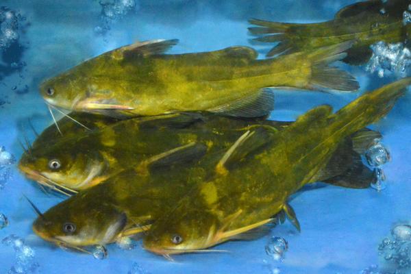 2018养黄颡鱼赚钱吗?黄颡鱼养殖的利润与投资成本及前景预测