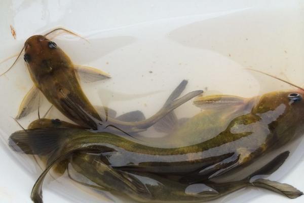 2018养黄颡鱼赚钱吗?黄颡鱼养殖的利润与投资成本及前景预测