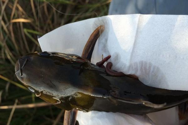 2018养黄颡鱼赚钱吗?黄颡鱼养殖的利润与投资成本及前景预测