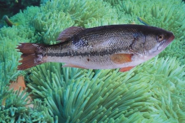 2018养鲈鱼赚钱吗?鲈鱼养殖的利润与投资成本及前景预测