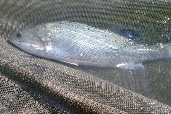 2018养鲈鱼赚钱吗?鲈鱼养殖的利润与投资成本及前景预测