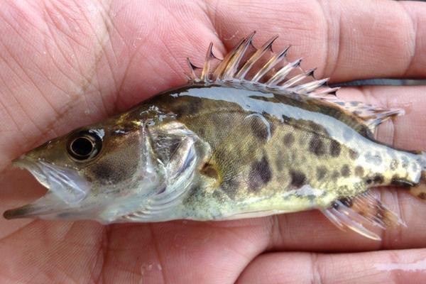 2018养鲈鱼赚钱吗?鲈鱼养殖的利润与投资成本及前景预测