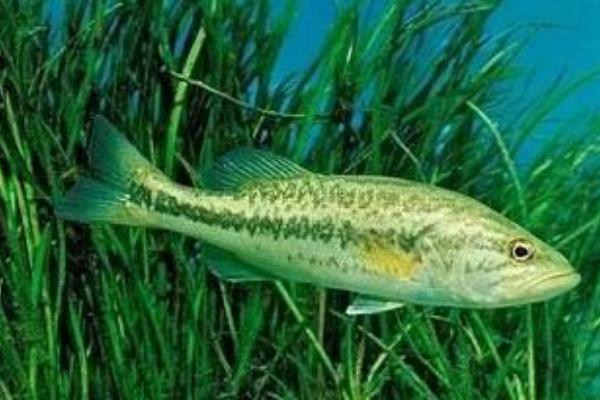 2018养鲈鱼赚钱吗?鲈鱼养殖的利润与投资成本及前景预测