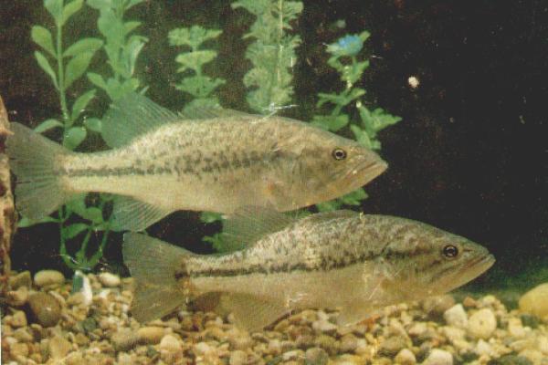 2018养鲈鱼赚钱吗?鲈鱼养殖的利润与投资成本及前景预测