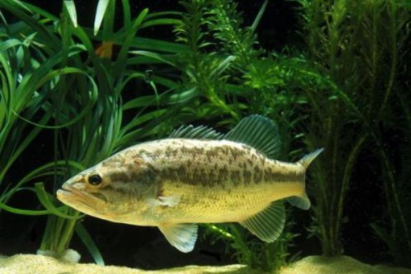 2018养鲈鱼赚钱吗?鲈鱼养殖的利润与投资成本及前景预测