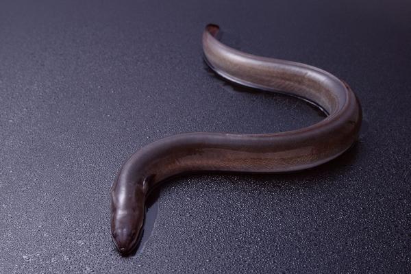 2018养鳗鱼赚钱吗?鳗鱼养殖的利润与投资成本及前景预测