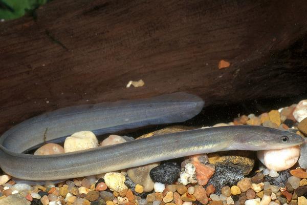 2018养鳗鱼赚钱吗?鳗鱼养殖的利润与投资成本及前景预测