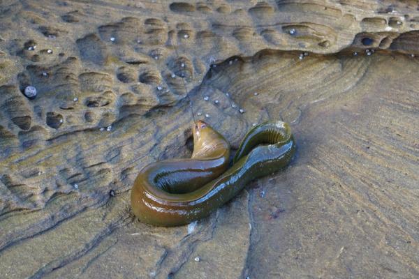 2018养鳗鱼赚钱吗?鳗鱼养殖的利润与投资成本及前景预测