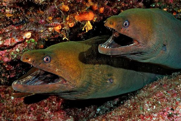 2018养鳗鱼赚钱吗?鳗鱼养殖的利润与投资成本及前景预测