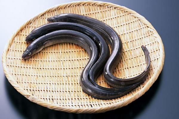 2018养鳗鱼赚钱吗?鳗鱼养殖的利润与投资成本及前景预测