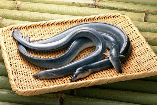 2018养鳗鱼赚钱吗?鳗鱼养殖的利润与投资成本及前景预测